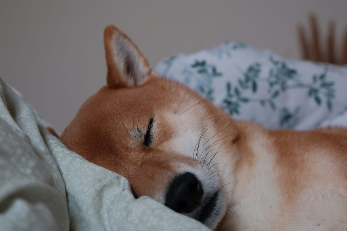 La verdad esencial sobre el sueño REM y tu salud a largo plazo